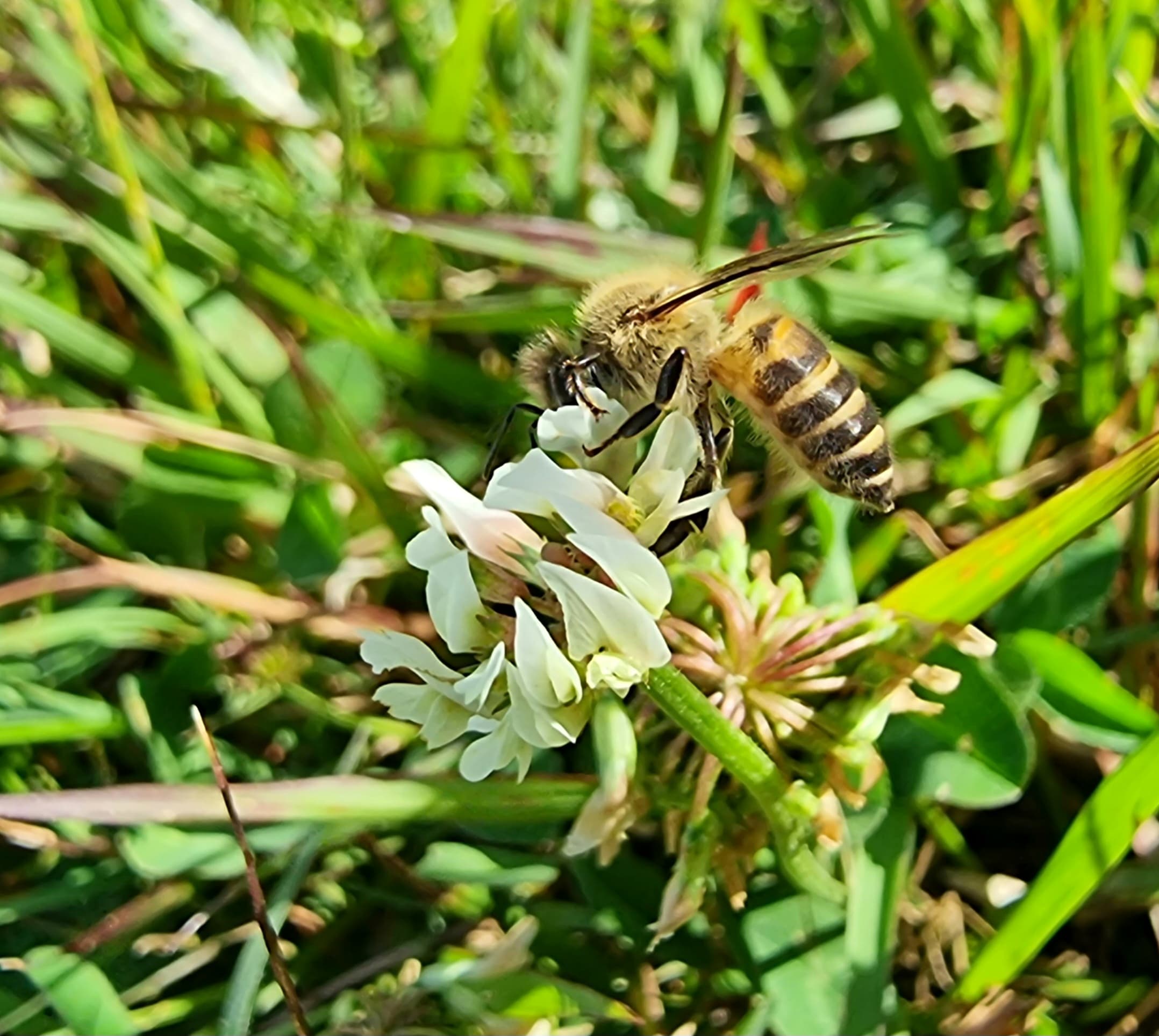 A honeybee on a white clover flower at Fruiting Acres.